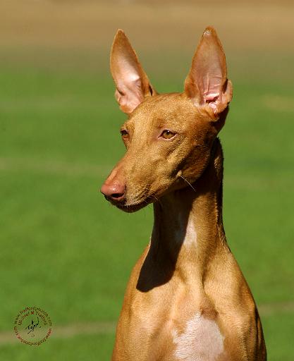 Pharaoh Hound 9P003D-060.JPG